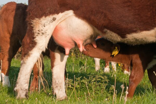Dierenwelzijn en Gezondheid