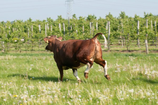 Slacht en verwerking