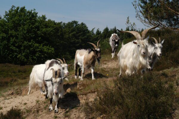Biodiversiteit